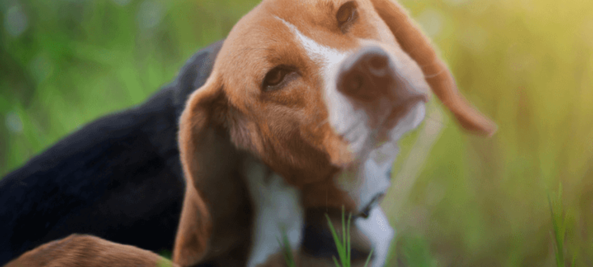 blog how to fight fleas beagle 1200x900 1