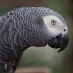 How much is an African gray parrot?