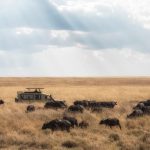 Safari in Tanzania tips