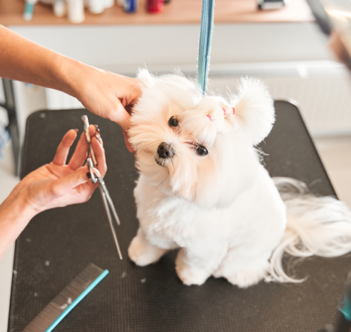 Why You Should Use Professional Dog Grooming Services
