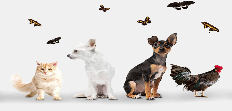 Finding the Right Pets and Gear for Your Home And Pet’s Upkeep