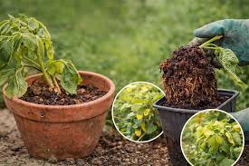 Overwatered Garden Plants - Prevent Root Damage and Rot
